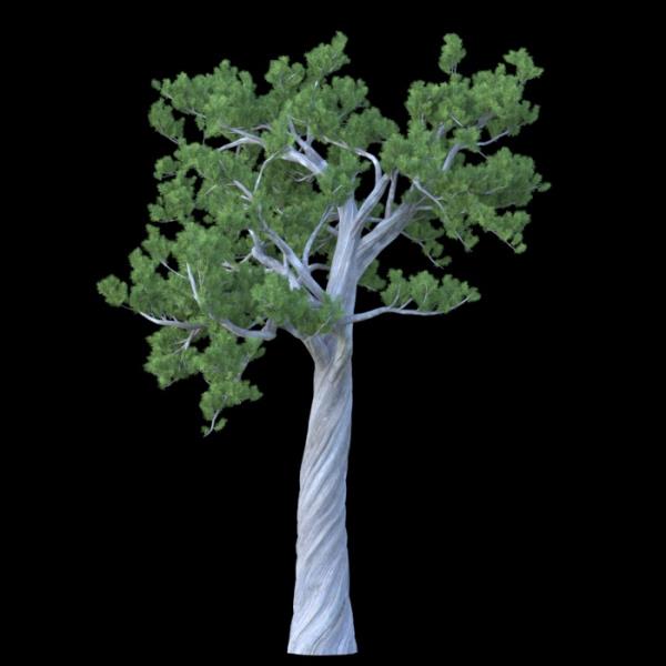 درخت کاجTree - دانلود مدل سه بعدی درخت کاجTree - آبجکت سه بعدی درخت کاجTree - دانلود آبجکت سه بعدی درخت کاجTree -دانلود مدل سه بعدی fbx - دانلود مدل سه بعدی obj -PinusAlbicaulis 3d model free download  - PinusAlbicaulis 3d Object - PinusAlbicaulis OBJ 3d models - PinusAlbicaulis FBX 3d Models - 